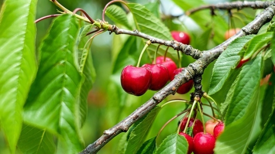 Charla sobre deshidratación poscosecha de frutos como cerezas y duraznos