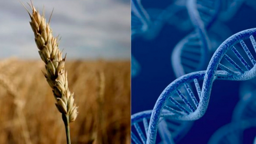 Histórico: secuencian el genoma de 15 variedades de trigo, clave para avanzar sobre genes determinantes