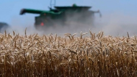 Los cereales encabezan las ventas anticipadas 2020/21