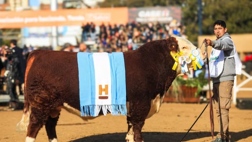 Sacerdote sorprendió en Hereford y Géminis hizo historia en Angus en la Rural de Palermo 2025