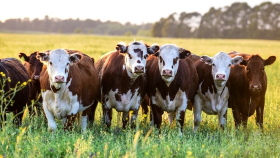 Agro: el RIMI reduce carga fiscal y mejora flujo de caja