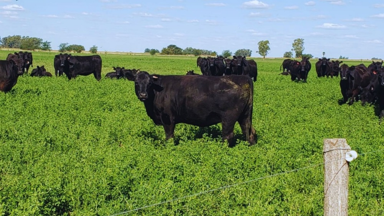 Carne a pasto: el INTA y la cadena cárnica buscan posicionar un producto con identidad y valor diferencial