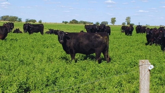 Carne a pasto: el INTA y la cadena cárnica buscan posicionar un producto con identidad y valor diferencial