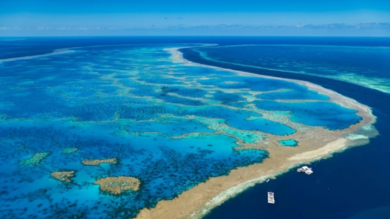 La lucha por la supervivencia: Conservación de la Barrera de Coral en Australia