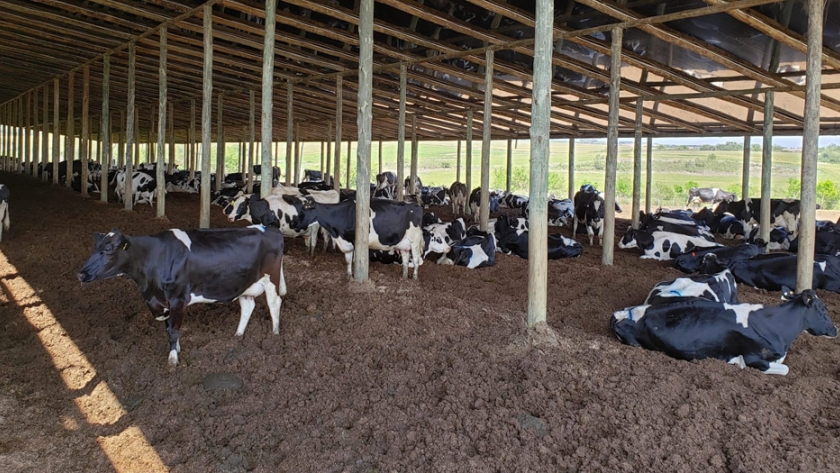 Destacan el incremento productivo del sistema de "cama caliente" en tambos