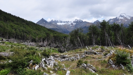 Se realizó una nueva reunión de la Comisión Consultiva de Bosques Nativos