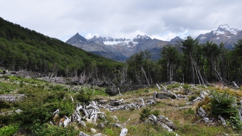 Se realizó una nueva reunión de la Comisión Consultiva de Bosques Nativos