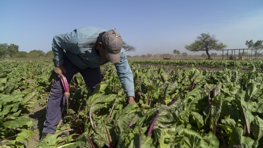 Más beneficiarios para el Programa de Asistencia Inmediata a Productores del Cinturón Frutihortícola Platense