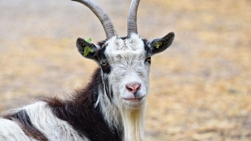 China importa cerca de 1.500 cabras reproductoras provenientes de Australia 