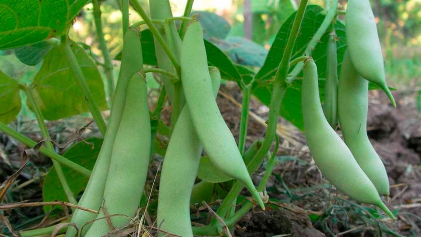 Daño mecánico en semillas de dos cultivares de poroto