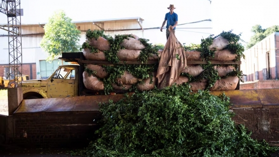 Productores misioneros piden revisar la ley que limita el uso del glifosato