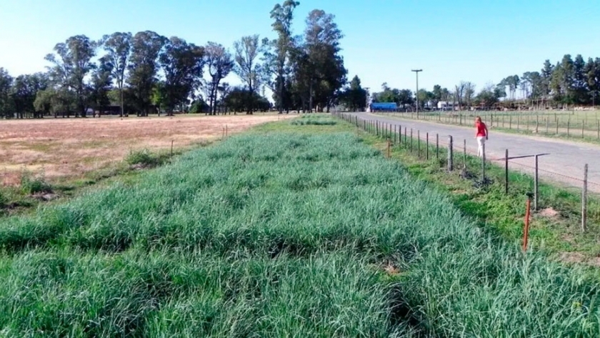 ¿Es factible sembrar pasturas en primavera?