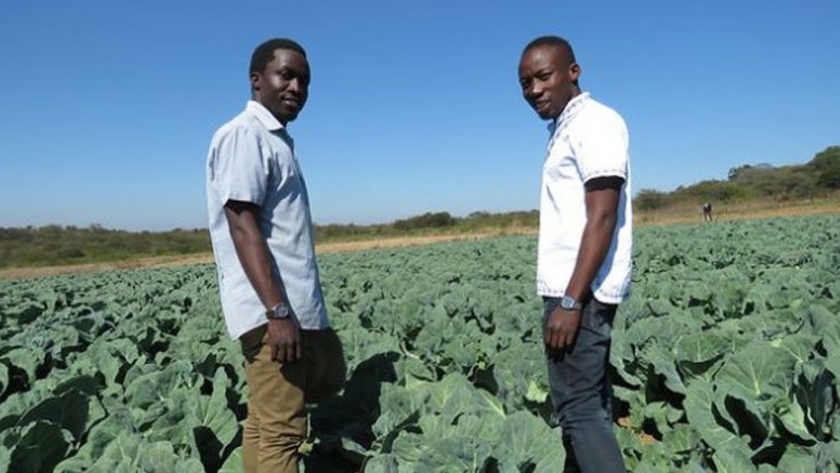Investigaciones buscan atraer jóvenes a la agricultura en África