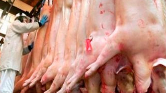 En los frigoríficos de Córdoba, la faena de cerdo desplaza al novillo