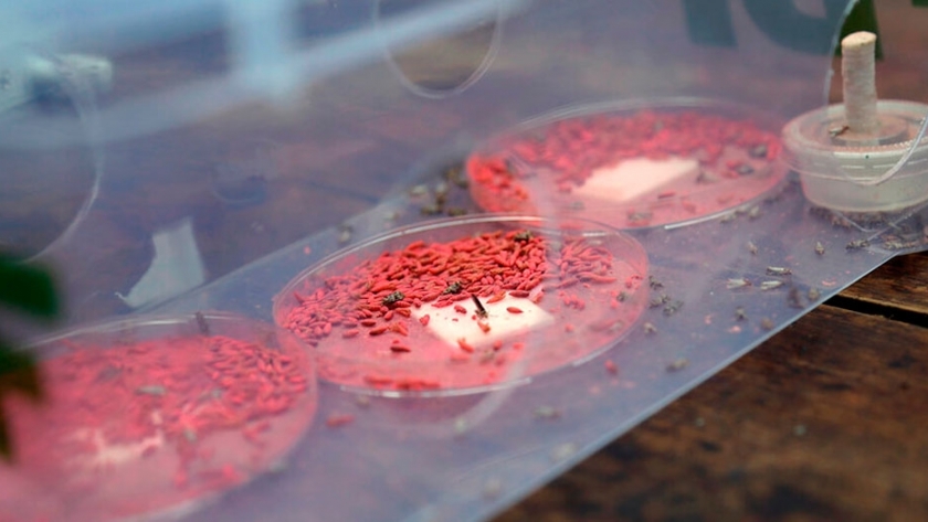 Liberan insectos estériles para controlar plagas en viñedos de Mendoza