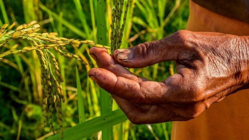 Producción: Se convoca a productores agrícolas a completar el registro en el Sipach