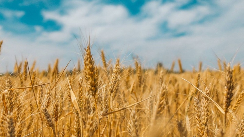 Cosechando un futuro sostenible: El papel vital del medio ambiente en la agricultura y ganadería