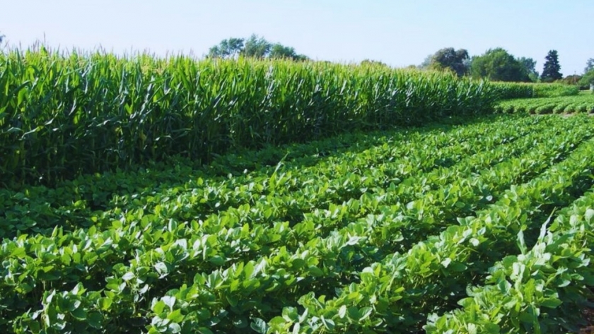 Ensayos de larga duración, fundamentales para la agricultura del futuro