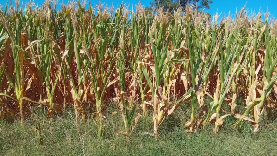 El campo en alerta: ola de calor y sequía amenazan la campaña gruesa