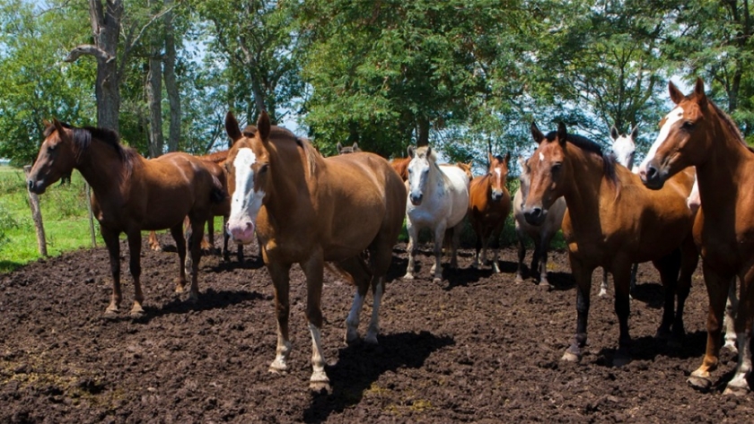 Encefalomielitis equina: pautas sanitarias para la prevención
