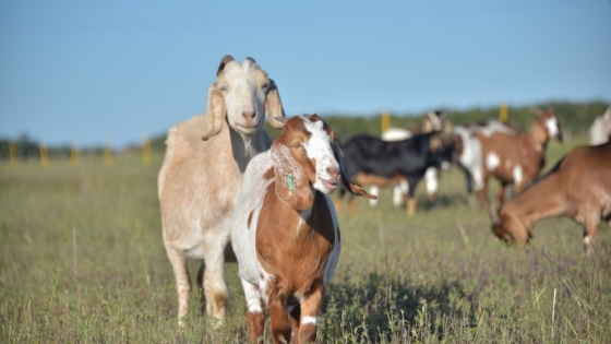 Carne caprina: las exportaciones crecieron 380% y ya generan nuevas oportunidades para la cadena