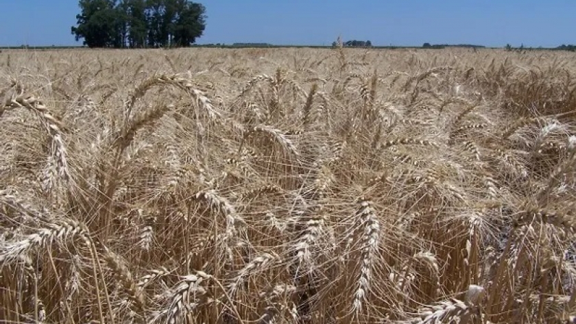 El trigo argentino logró una huella de carbono por debajo de los valores internacionales