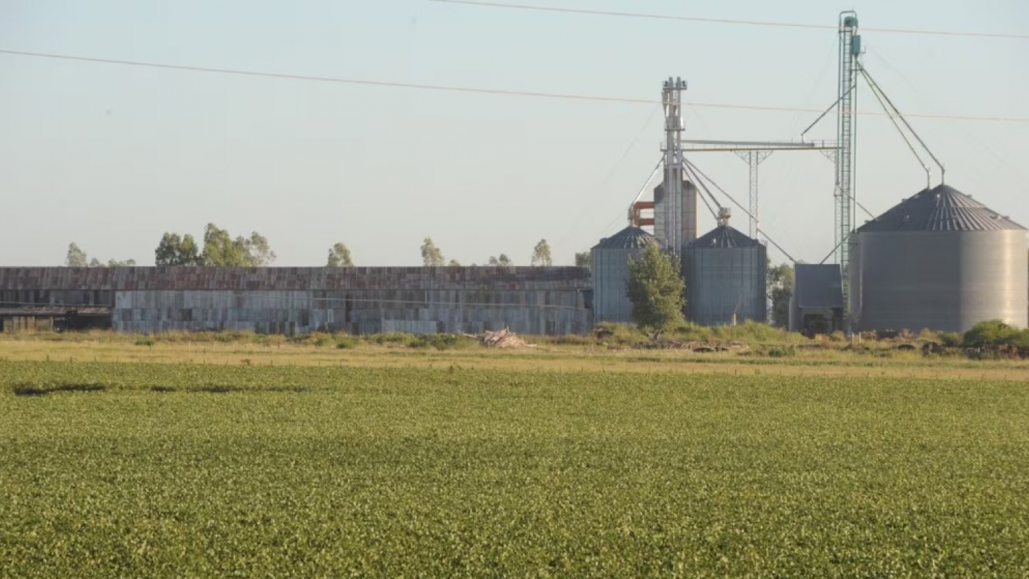Exportaciones: el agro explica seis de cada diez dólares que vende Argentina al mundo y domina el comercio exterior en la mayoría de las provincias