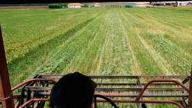 Productores de arroz de Brasil apuntan a México, piden reducción de aranceles