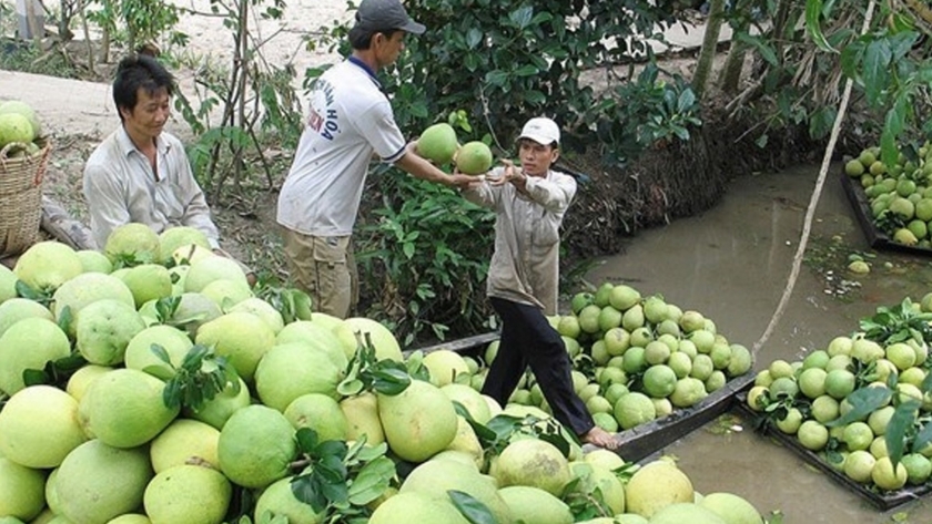 Chile abre la puerta al pomelo de Vietnam