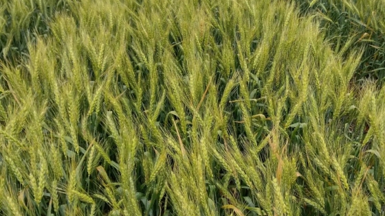 El INTA presenta nuevas variedades de trigo pan con alto rendimiento y resistencia para la Argentina”