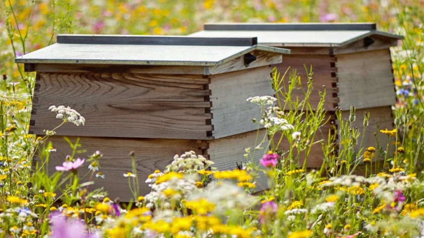 Apicultura: Revisión de Primavera, control de Varroa