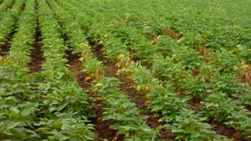 Fertilización de poroto para grano seco