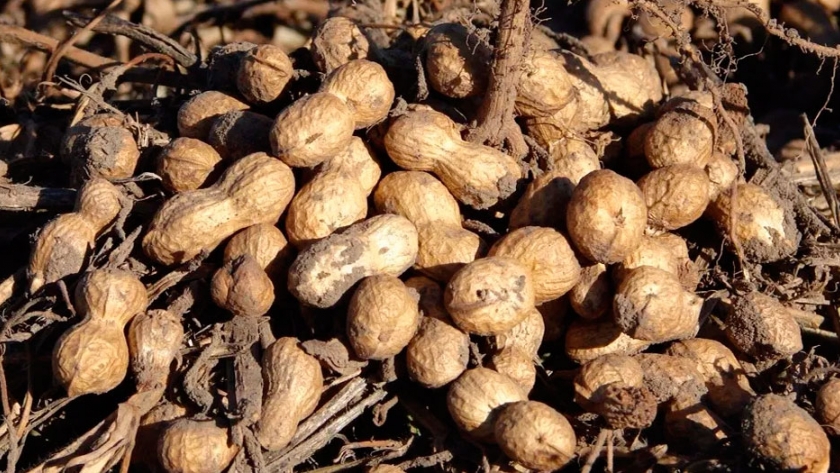 Maní: oferta y demanda mundial se reunieron en world peanut meeting