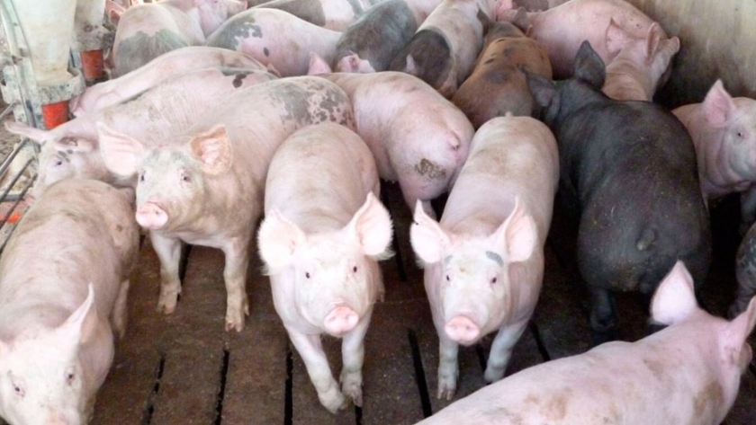 Recomiendan granjas porcinas inteligentes y no mega factorías