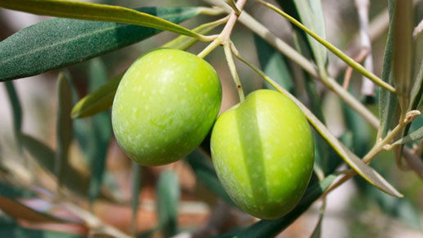 Italia Buscará La Producción De Aceitunas En Sindh