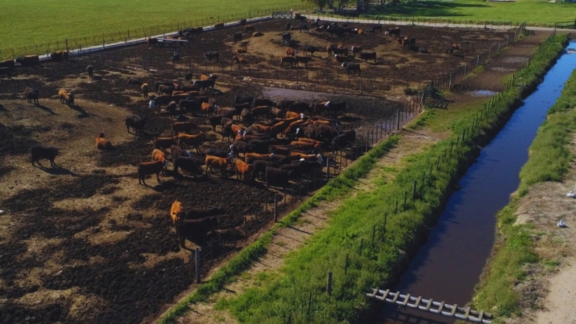 El INTA impulsa estrategias innovadoras para la gestión en feedlots
