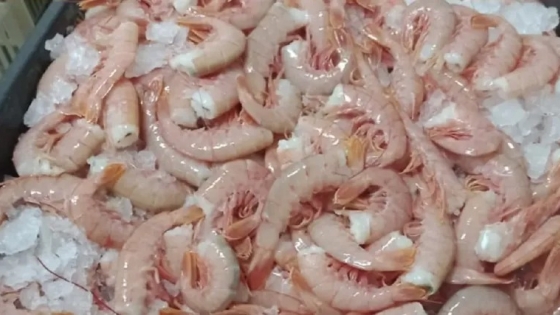 Langostino. Santa Cruz: detectan maniobras fraudulentas e investigan posibilidad de blanqueo