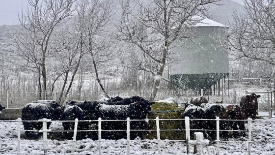 Genética forjada en la nieve: el desafío ganadero en la cordillera de Chubut