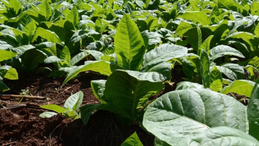 Buscan fijar el precio del Tabaco