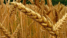 Alerta trigo: temen por la aparición de enfermedades en los cultivos