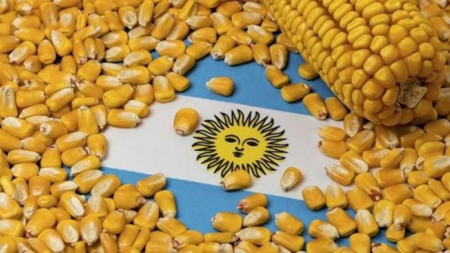 El maíz argentino alcanzó un récord de ventas externas con más de 1,8 millones de toneladas declaradas en un solo día