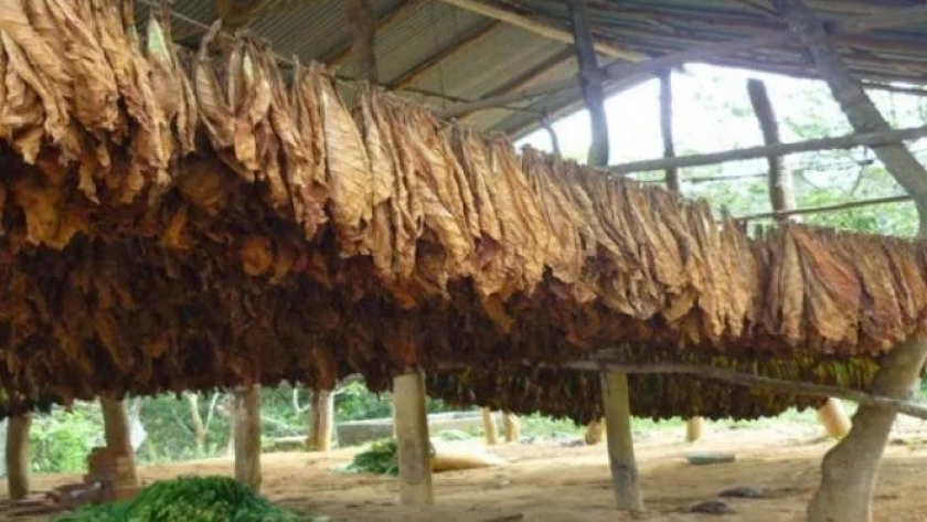 Acopio de tabaco: comienza la semana que viene