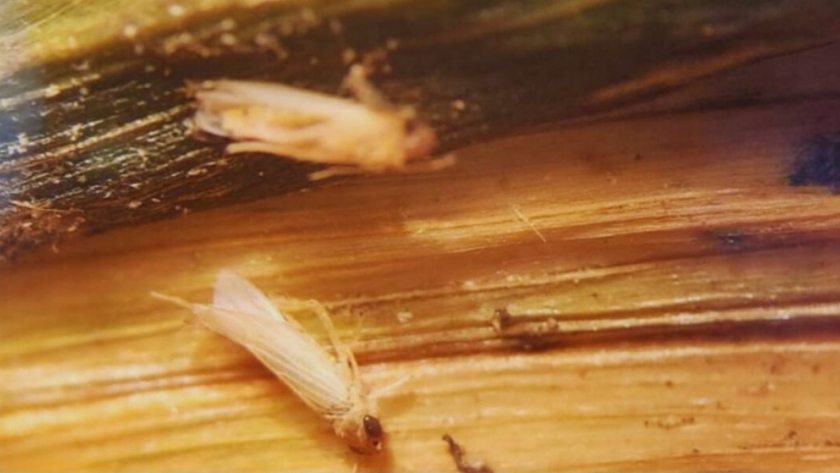 Impacto de las heladas en la chicharrita del maíz: análisis del INTA