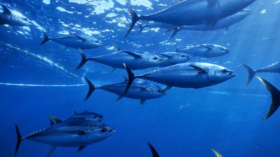 Día Mundial del Atún: el llamado urgente a reforzar la pesca sostenible y evitar la sobreexplotación