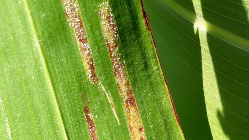Alerta: mildiu del sorgo en la región oeste de Entre Ríos