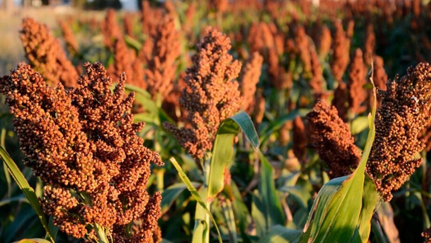 Proyectan una nueva caída en el área sembrada con lino y sorgo en Entre Ríos