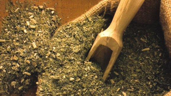 De residuo a recurso: científicos convierten la yerba mate usada en biocombustibles y bioplásticos