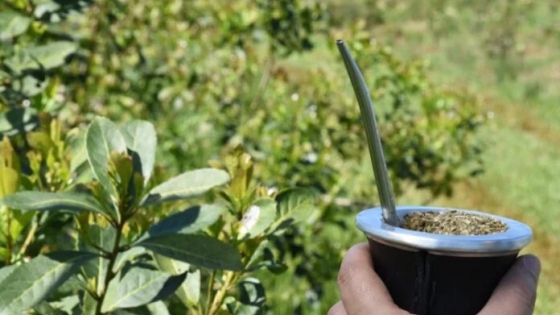 Auge en las importaciones de Yerba Mate: desafíos para la producción nacional en Misiones