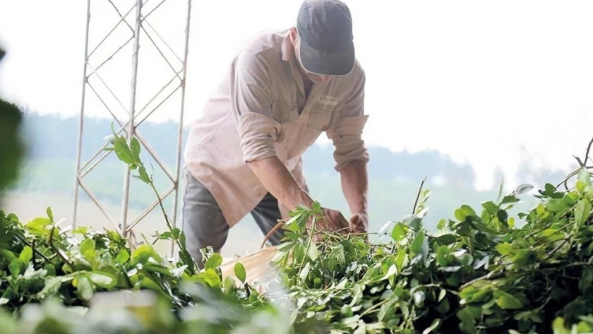 Yerbateros salen con todo: dicen que el precio de la hoja verde cayó por debajo de los 100 pesos