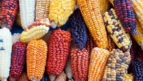 La Bolsa de Cereales realizará el Lanzamiento de la Campaña Gruesa 2020/21